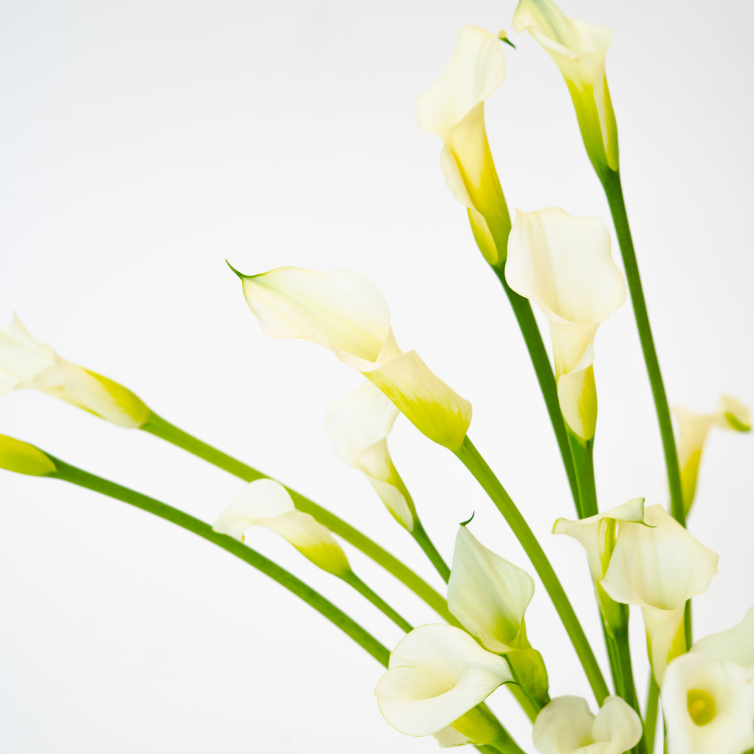 Calla Lily