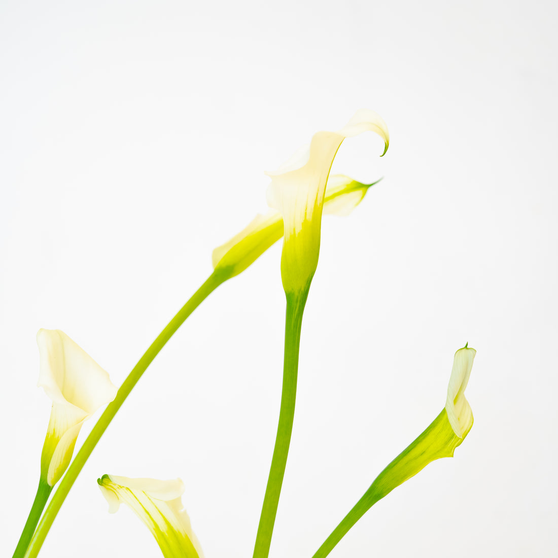 Calla Bud Vase