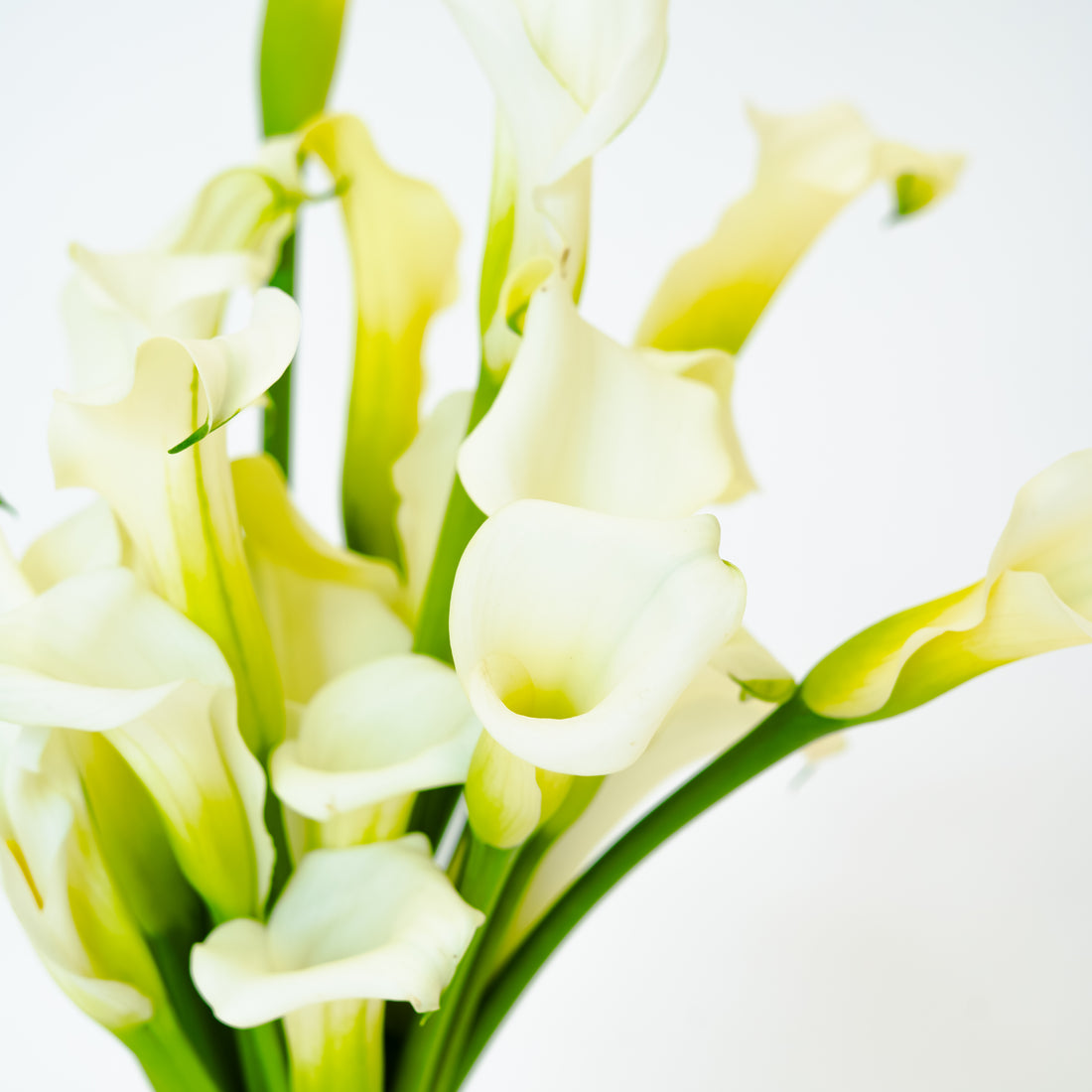 Calla Bridal