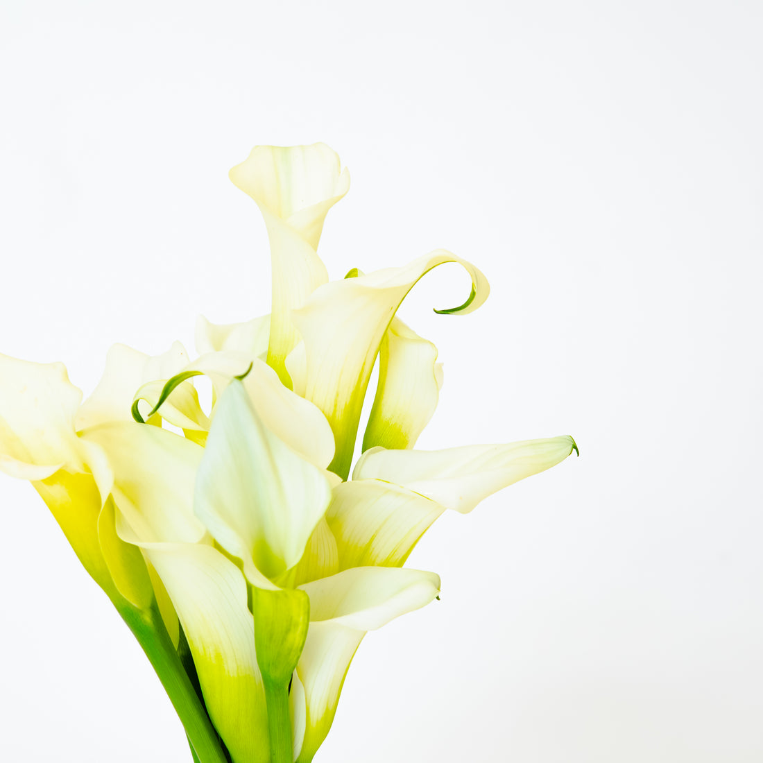 Calla Bridesmaid